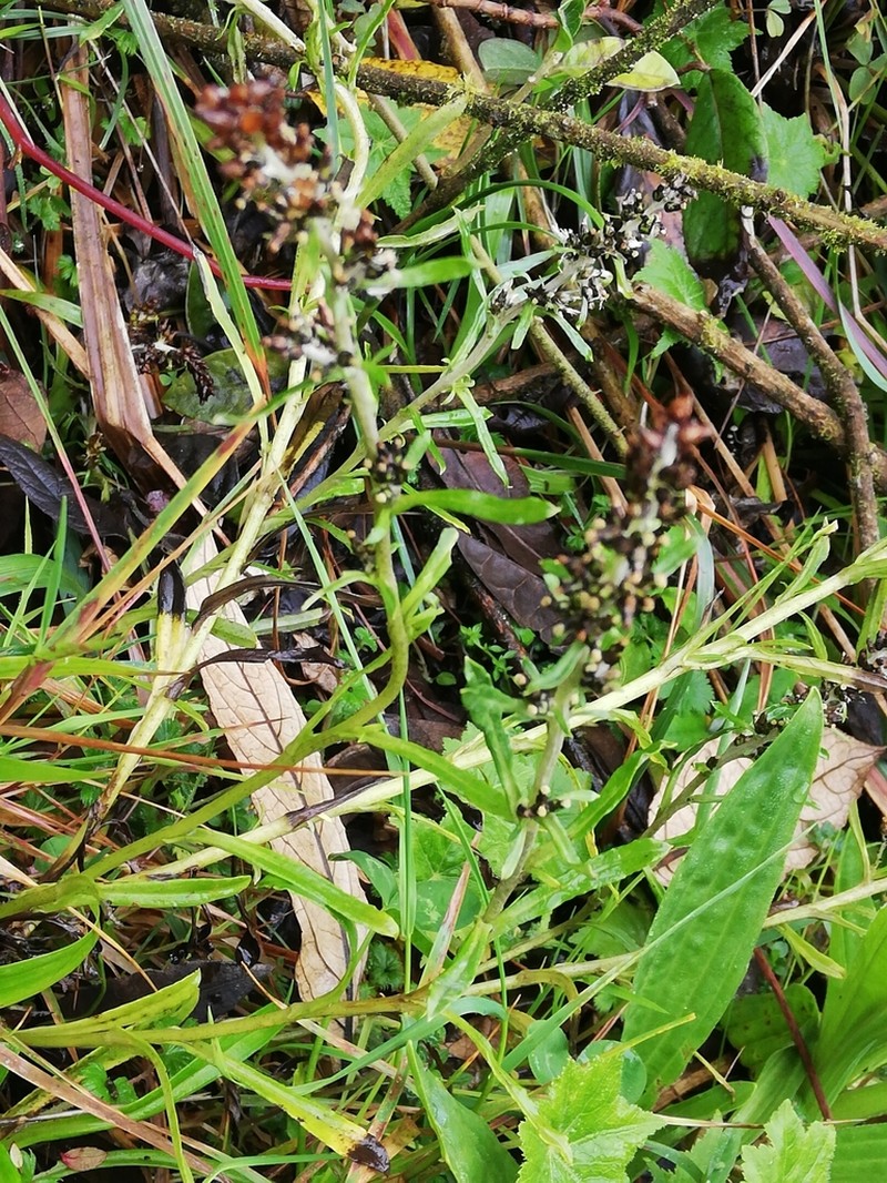 Facelis lasiocarpa photo 3