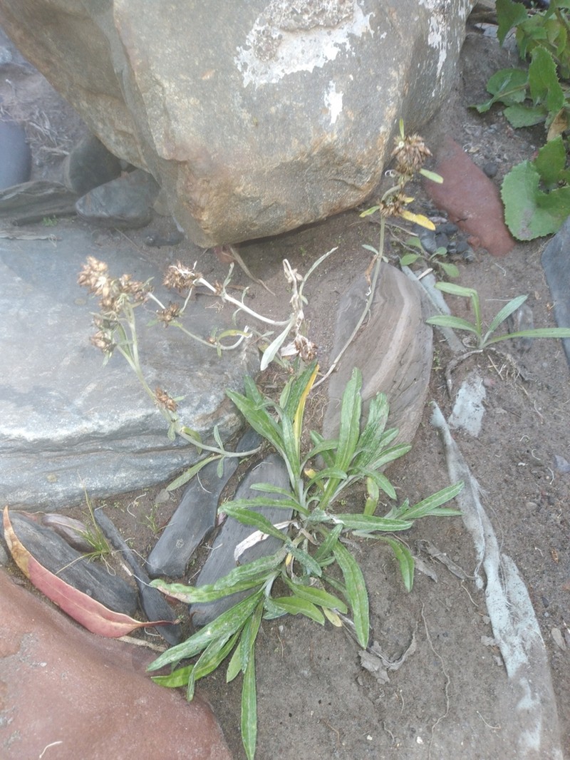 Facelis lasiocarpa photo 5