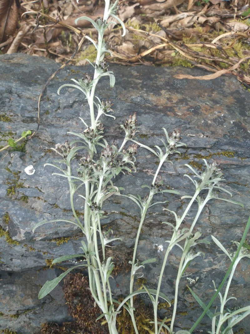 Facelis lasiocarpa photo 7