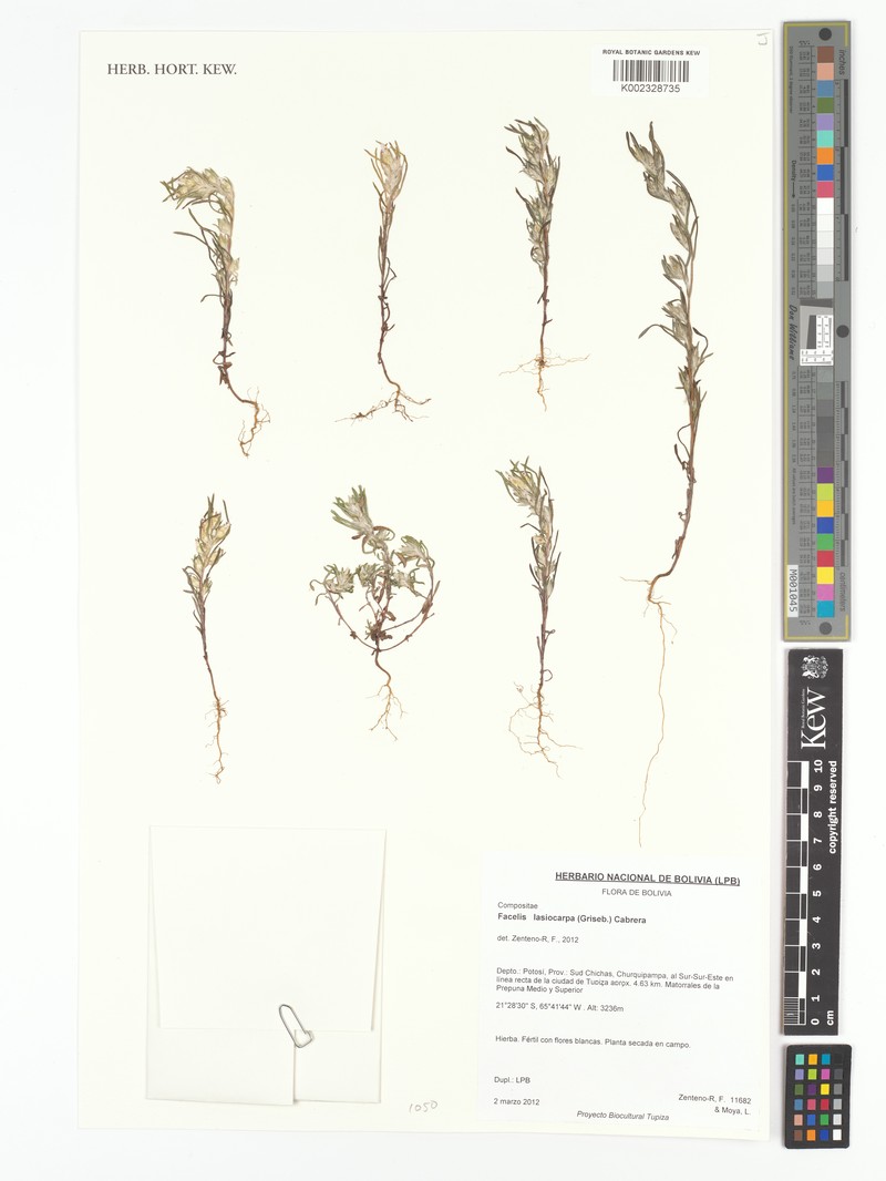 Facelis lasiocarpa photo 8