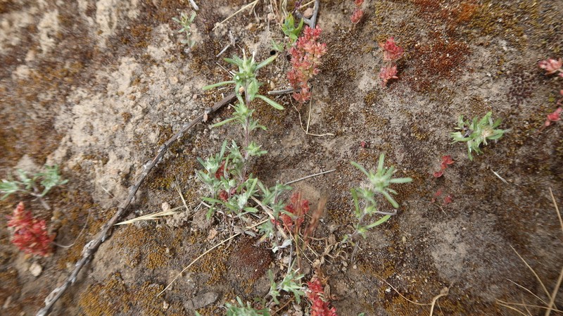 Facelis plumosa