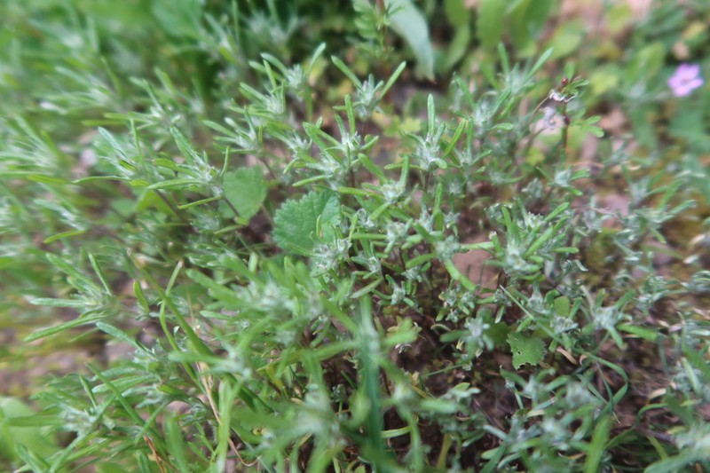Facelis plumosa photo 2