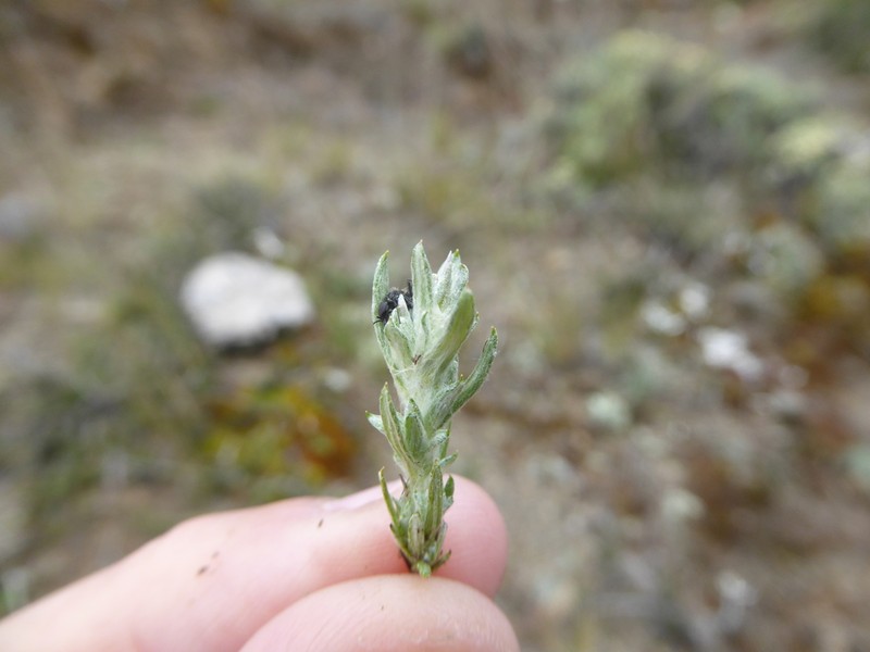 Facelis plumosa photo 5