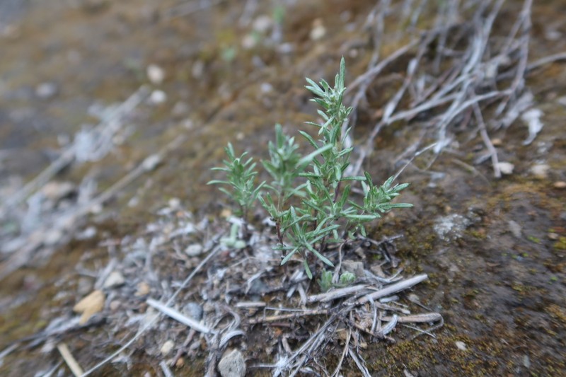 Facelis plumosa photo 7