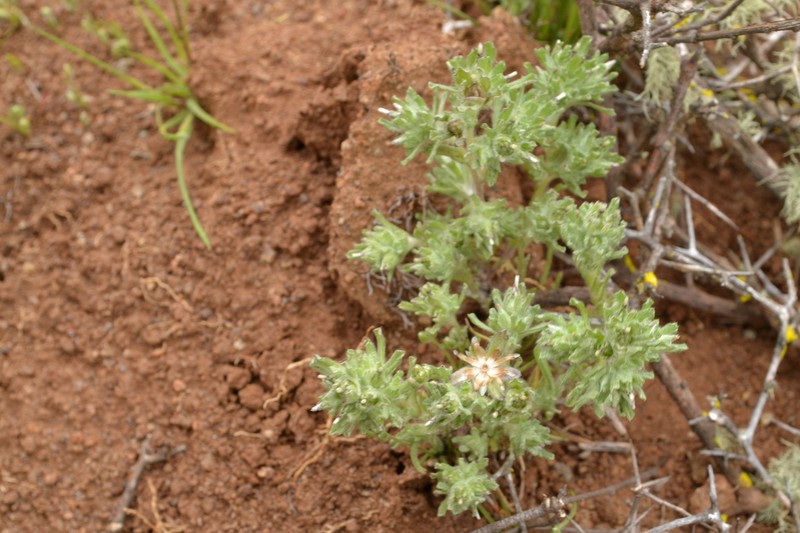 Facelis plumosa photo 8
