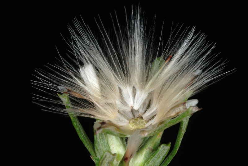 Annual Trampweed