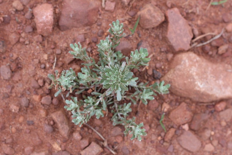 Annual Trampweed photo 3