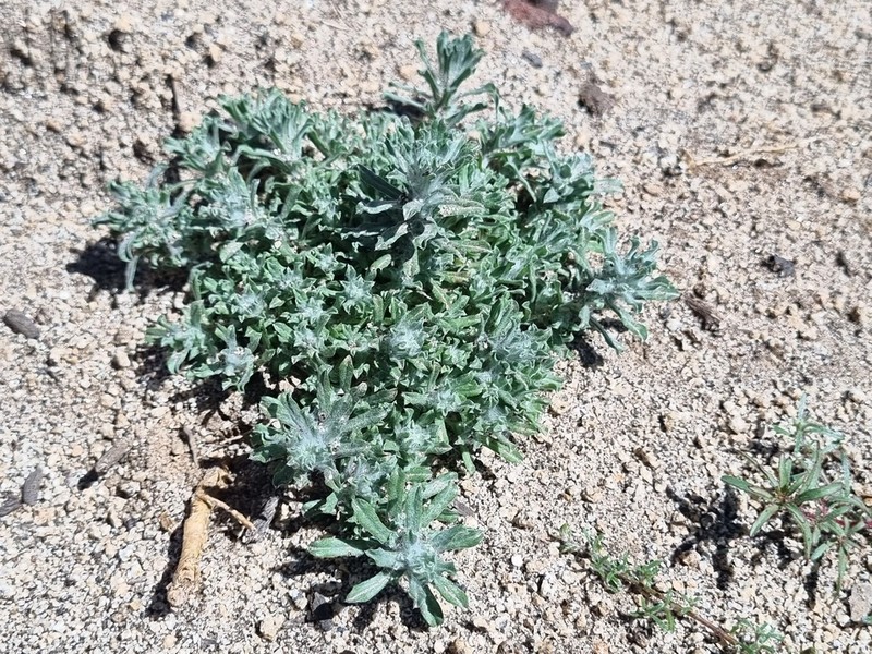 Annual Trampweed photo 8