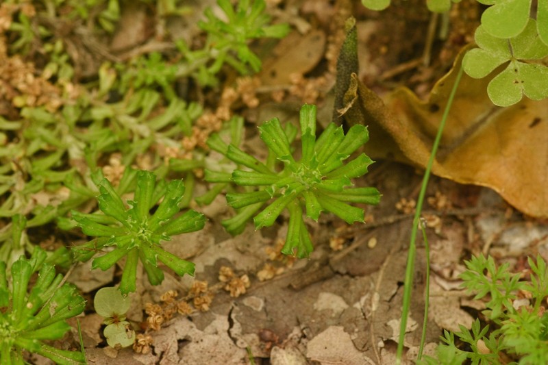Facelis retusa subsp. retusa