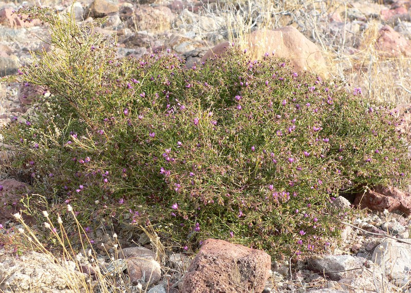 California Fagonbush photo 2