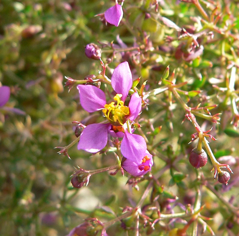 California Fagonbush photo 3
