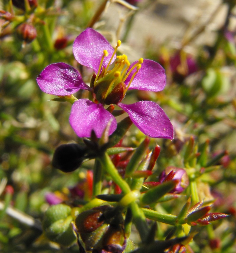 California Fagonbush photo 4