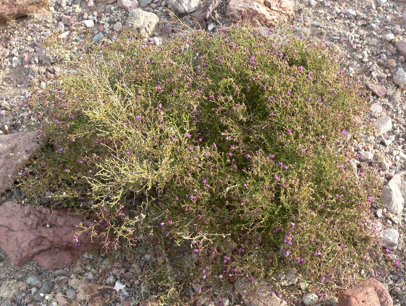 California Fagonbush photo 5