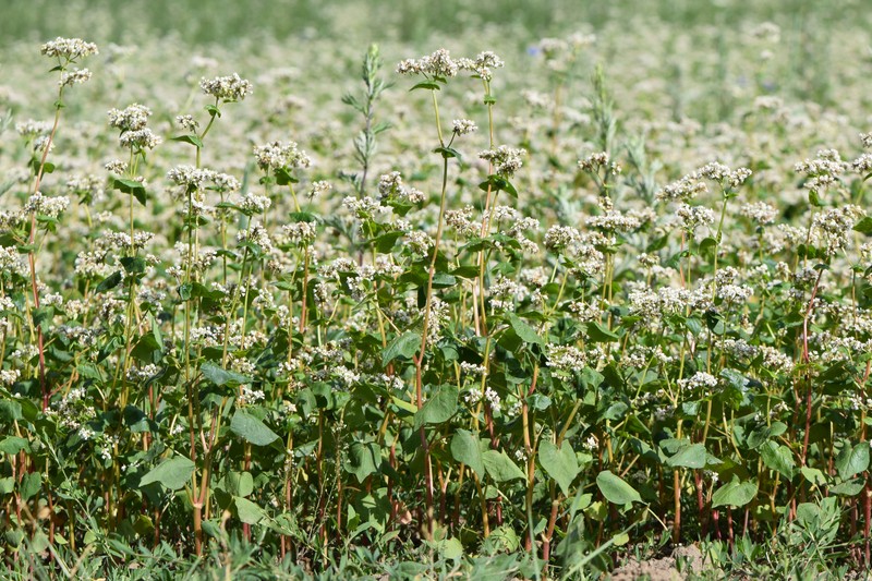 Buckwheat photo 2