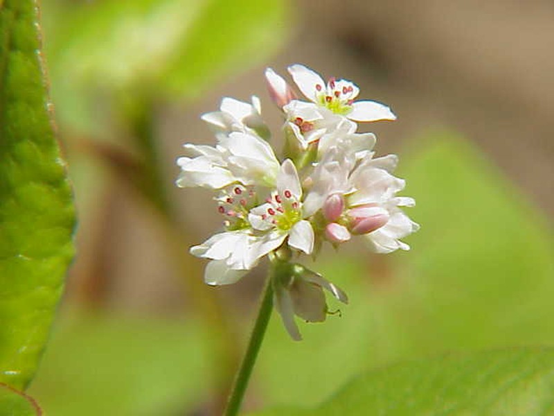 Buckwheat photo 3