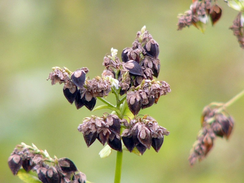 Buckwheat photo 5
