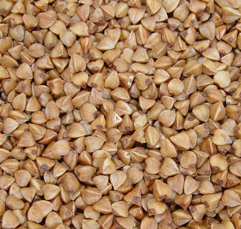 Buckwheat photo 6