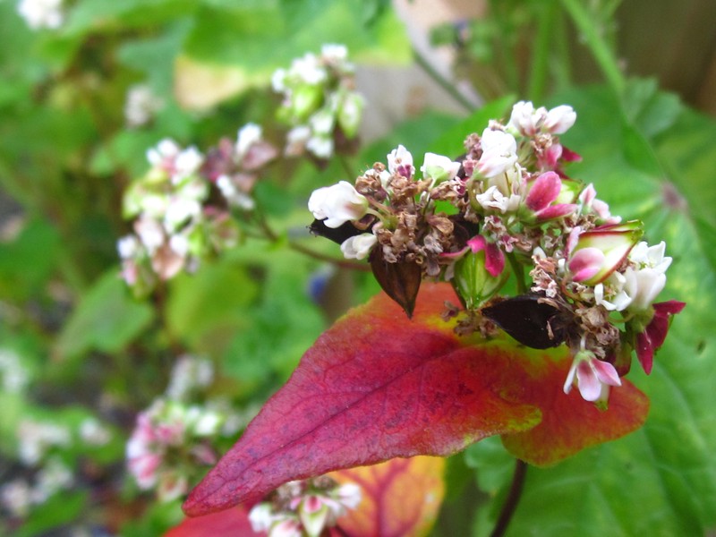 Buckwheat photo 7
