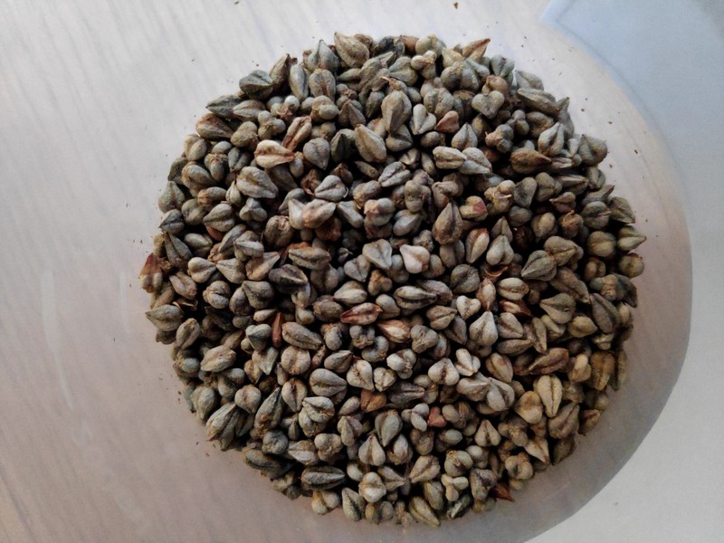 Tartary Buckwheat photo 5