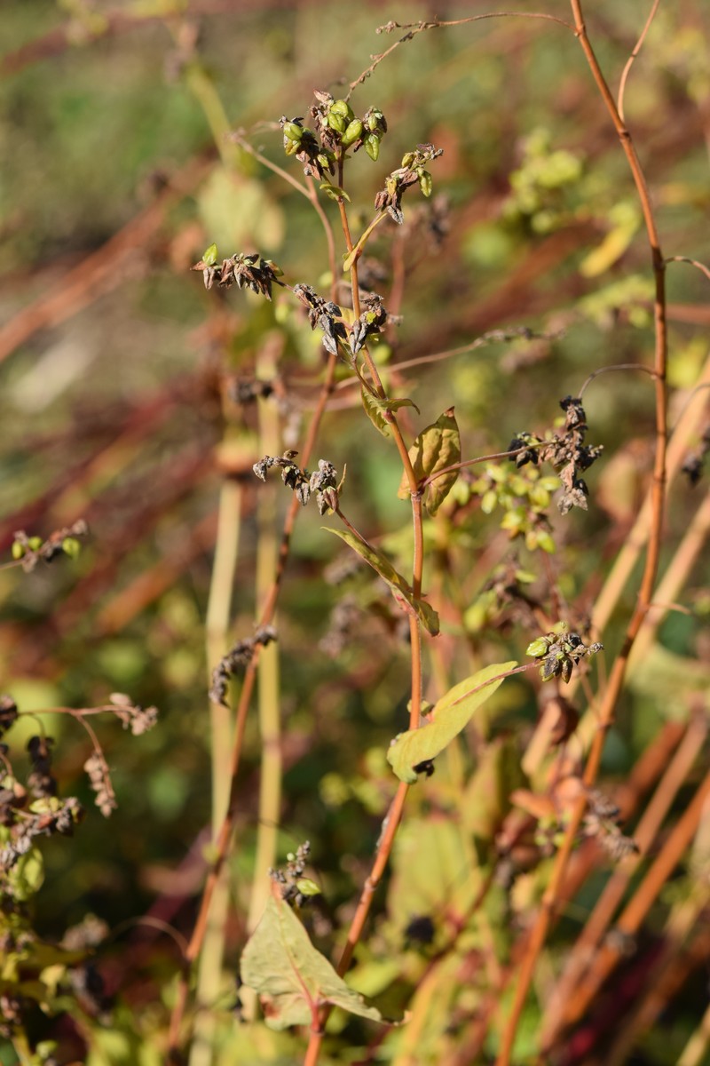 Tartary Buckwheat photo 2