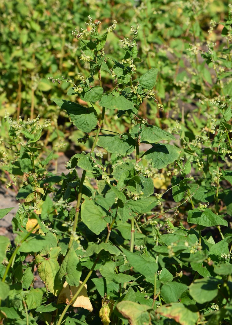 Tartary Buckwheat photo 3
