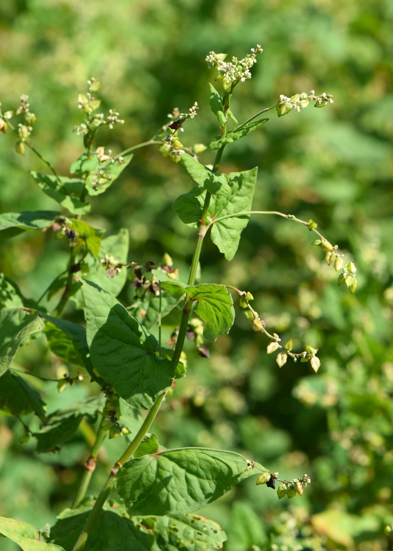 Tartary Buckwheat photo 4