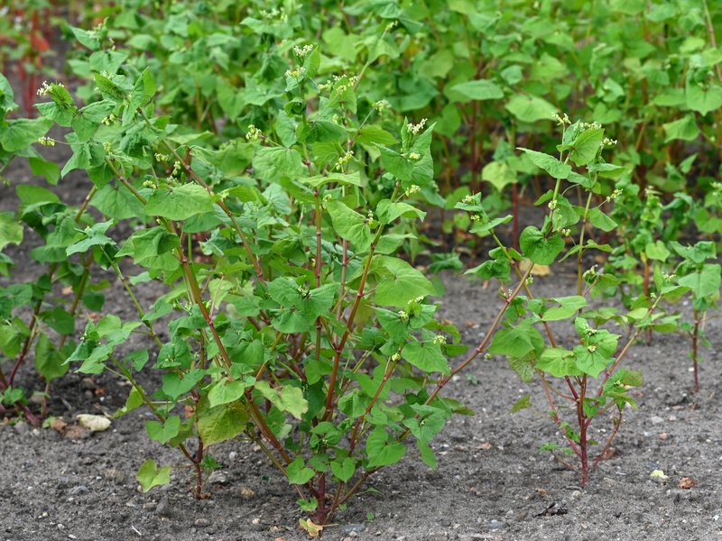Tartary Buckwheat photo 7