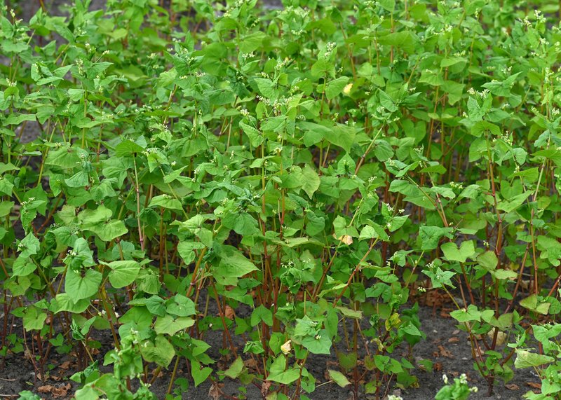 Tartary Buckwheat photo 8