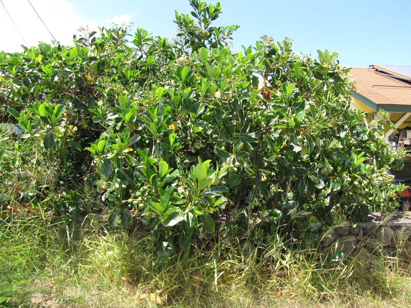 Fagraea berteroana photo 2