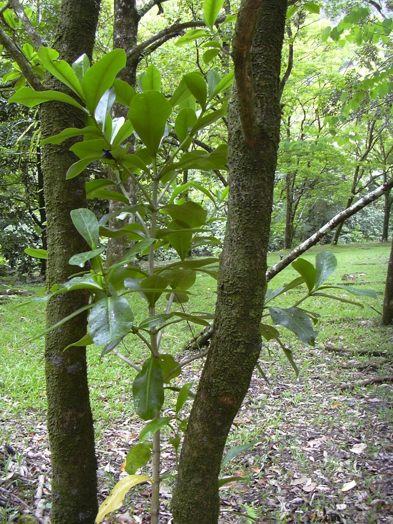 Fagraea berteroana photo 3