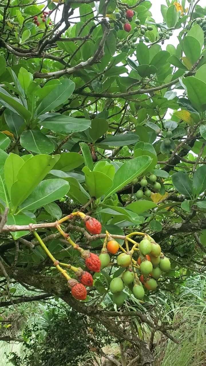 Fagraea berteroana photo 4