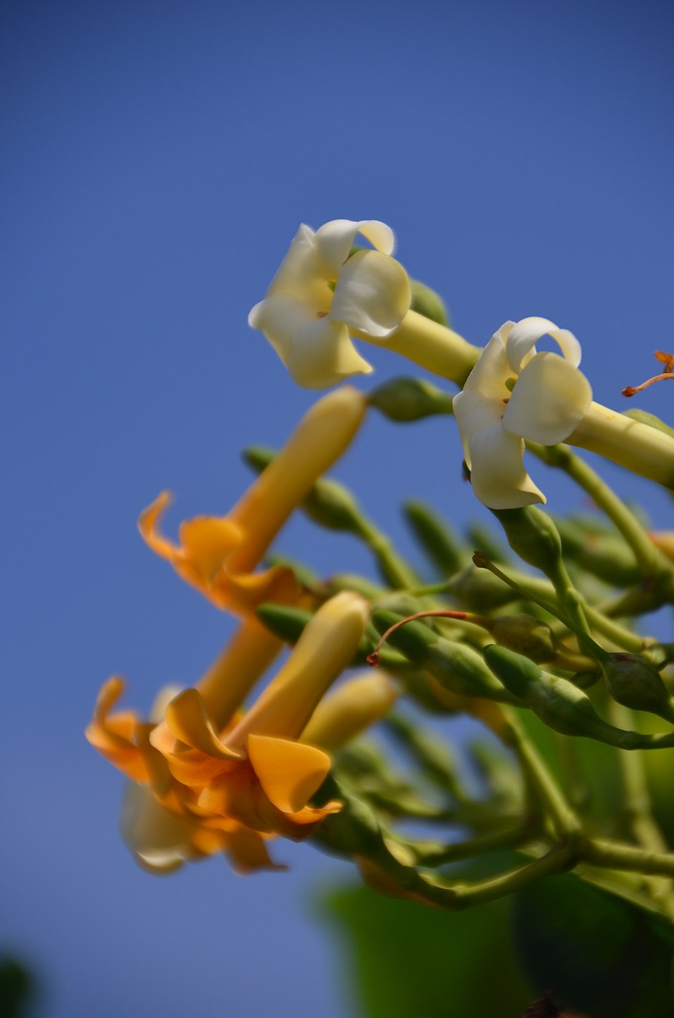 Fagraea berteroana photo 5