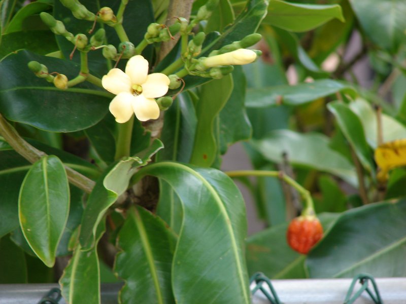 Fagraea berteroana photo 6