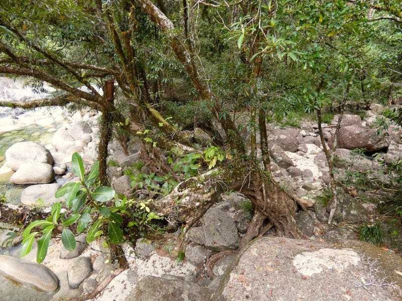 Fagraea berteroana photo 7