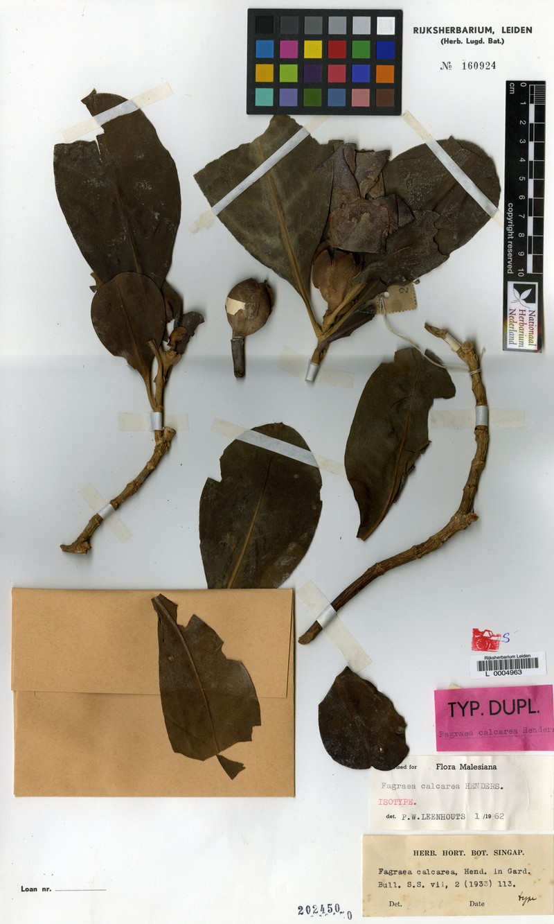 Fagraea curtisii var. calcarea