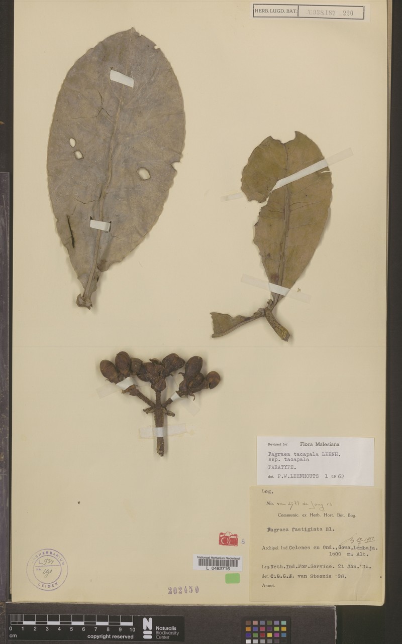Fagraea tacapala subsp. tacapala photo 2