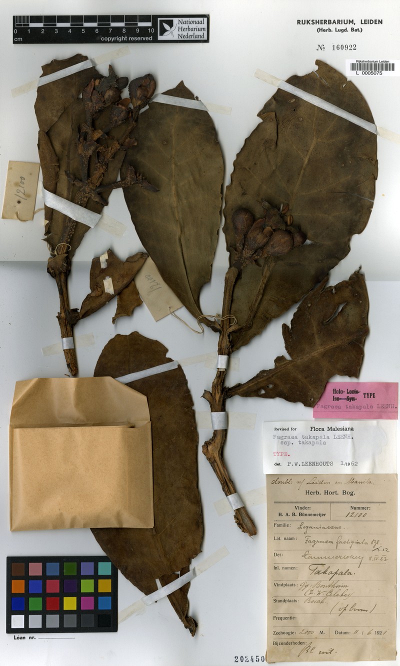 Fagraea tacapala subsp. tacapala photo 3