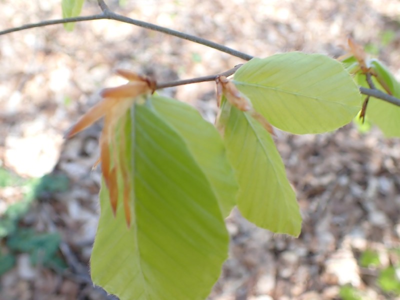 Fagus × taurica photo 2