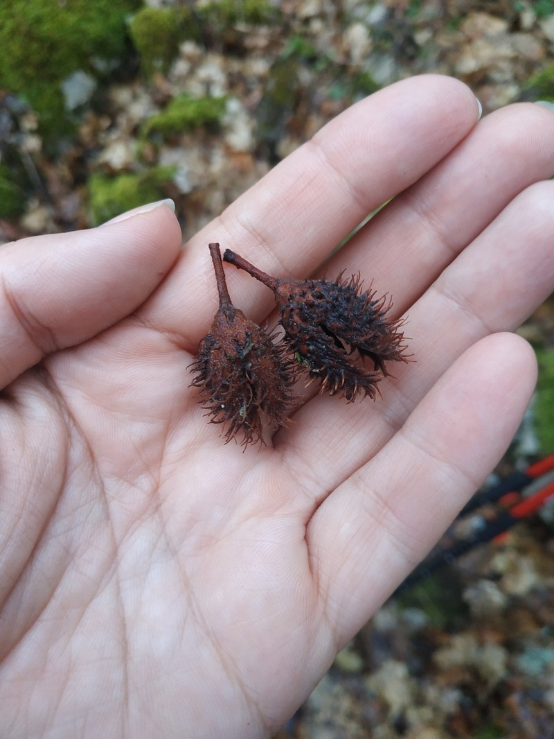 Fagus × taurica photo 3