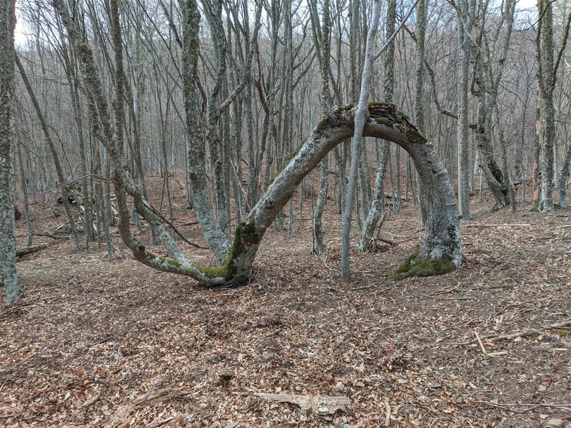 Fagus × taurica photo 4