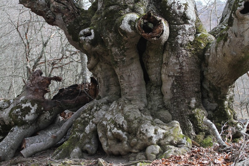 Fagus × taurica photo 5