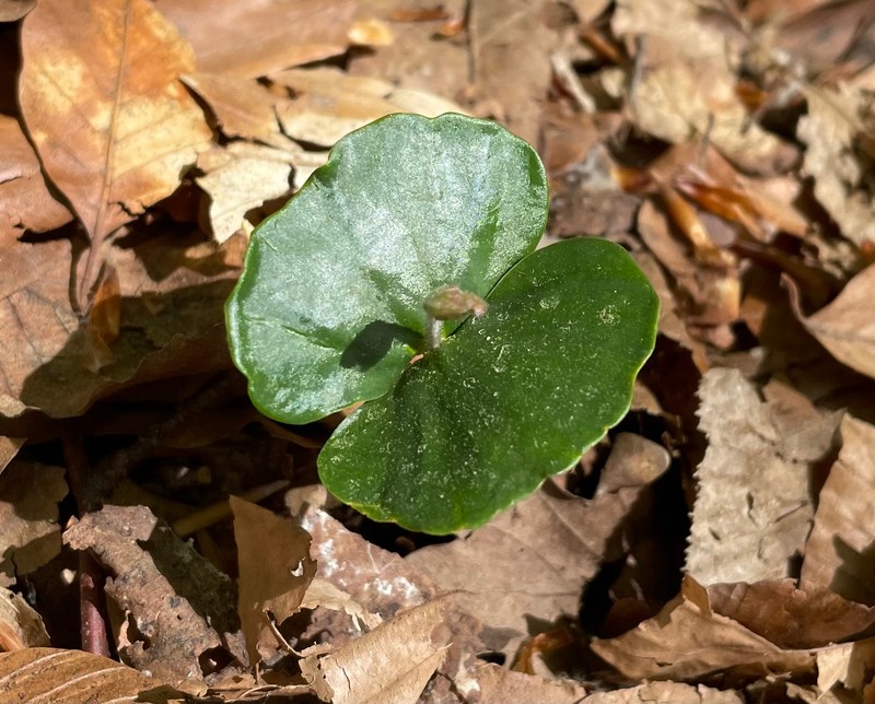 Fagus × taurica photo 6