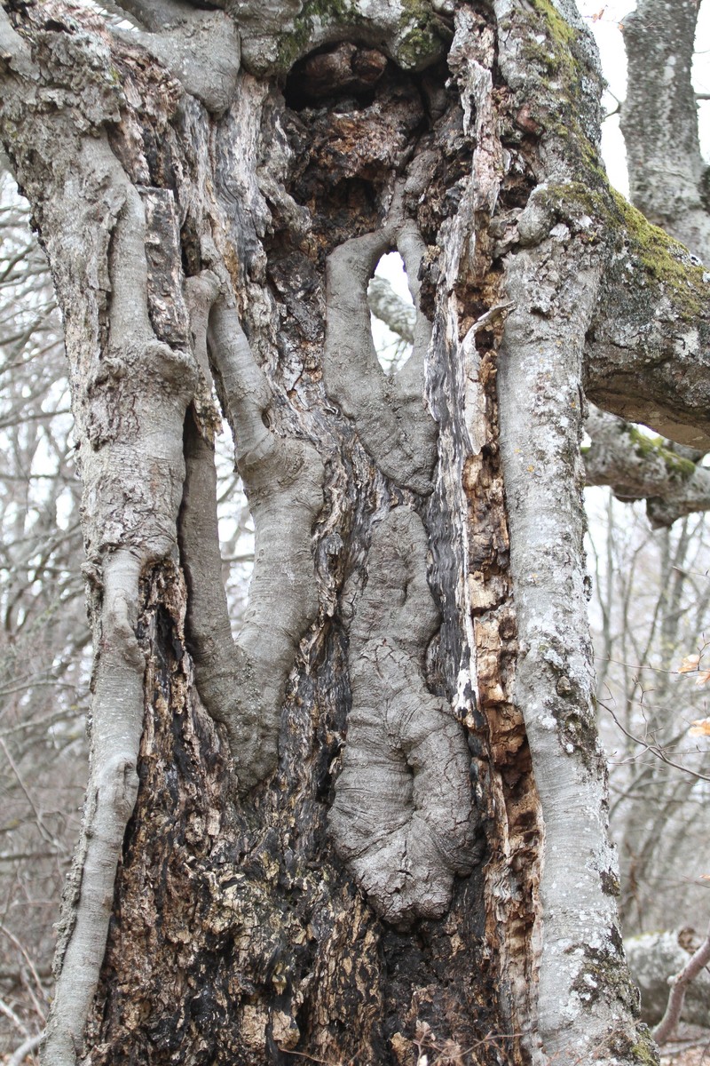 Fagus × taurica photo 7