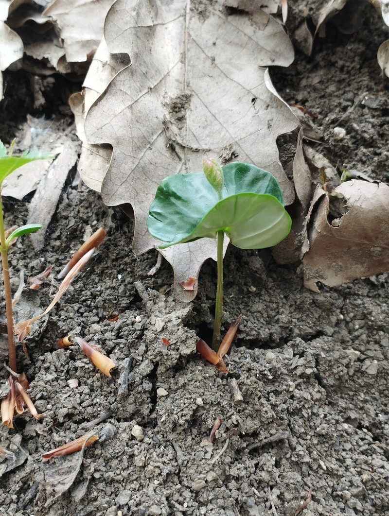 Fagus × taurica photo 8