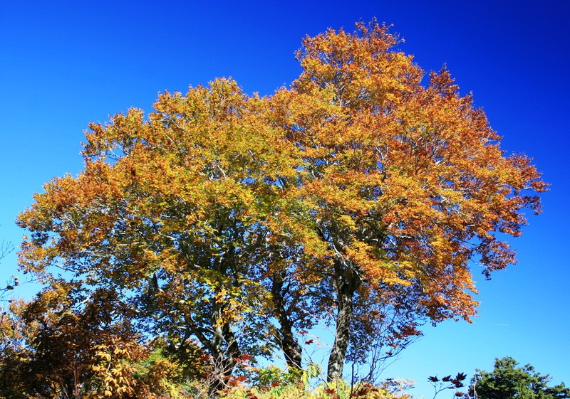 Fagus crenata