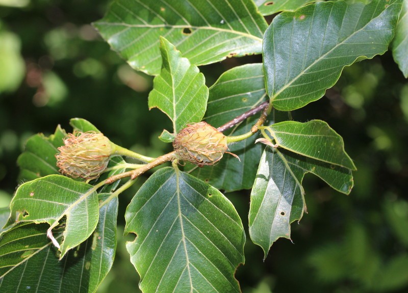 Fagus crenata photo 2