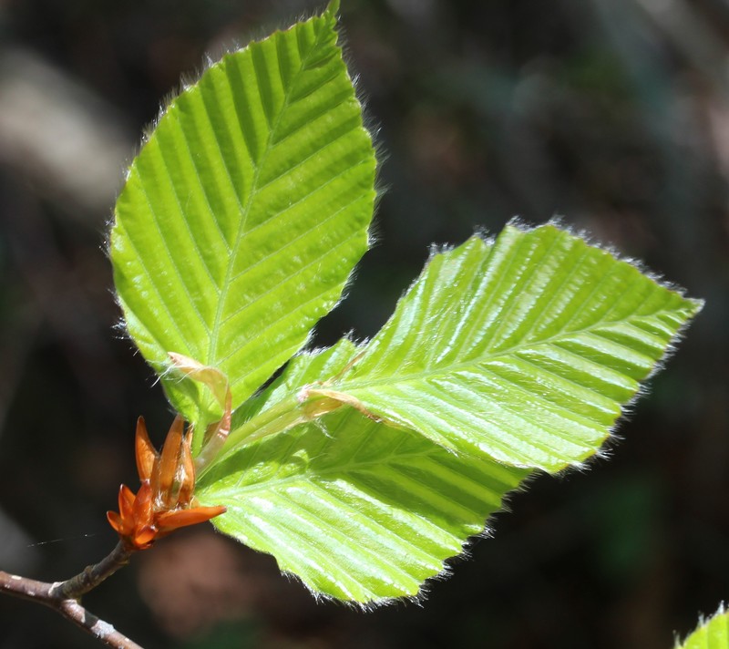 Fagus crenata photo 3