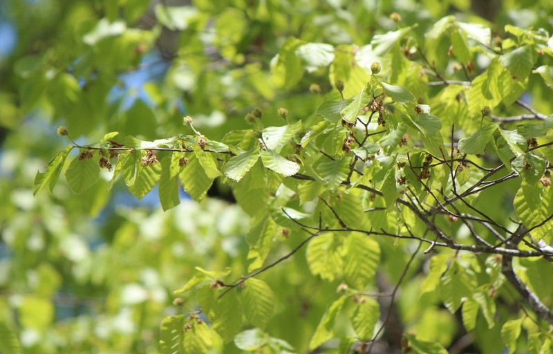 Fagus crenata photo 5