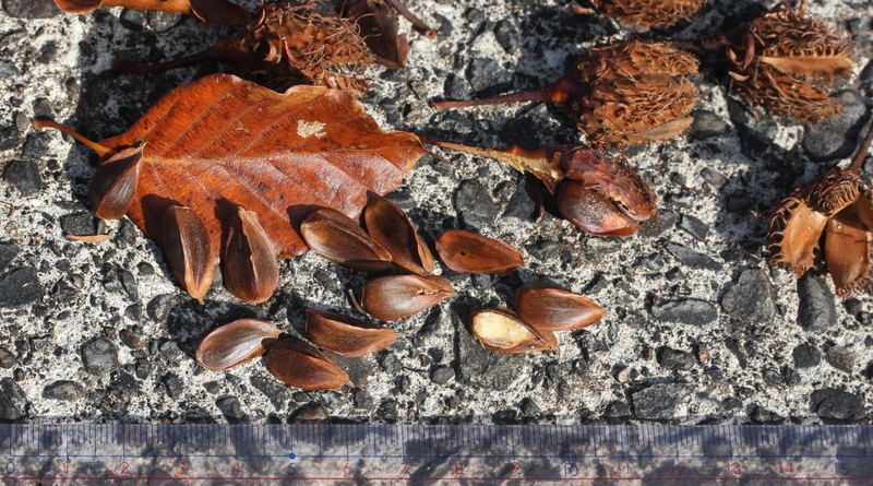 Fagus crenata photo 6