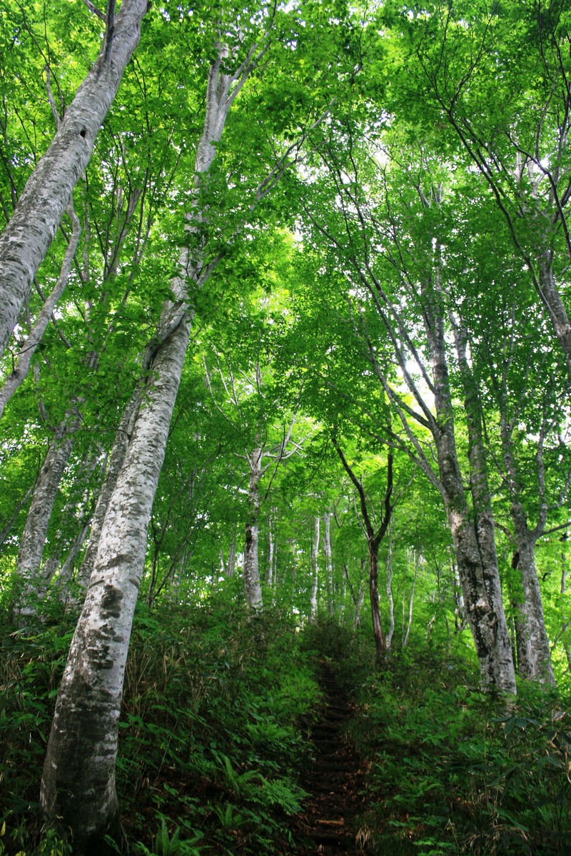 Fagus crenata photo 7